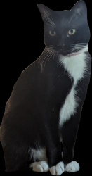 Lost Male Cat last seen Near Pope Elementary, Arlington, TX 76012