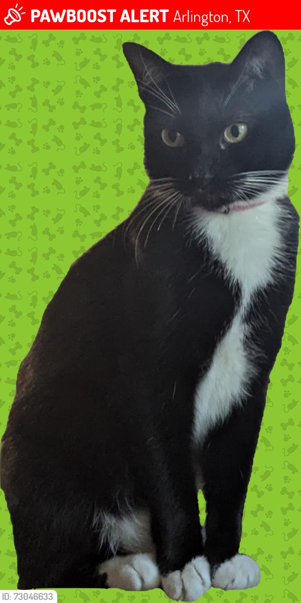 Lost Male Cat last seen Near Pope Elementary, Arlington, TX 76012