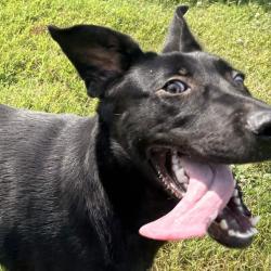 Shelter Stray Female Dog last seen , 328 Furman Hall Rd, Greenville, SC 29609, USA