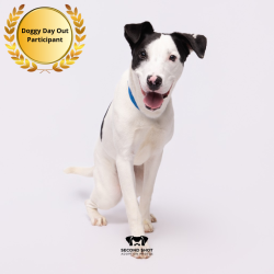 Shelter Stray Male Dog last seen , 3607 N Armenia Ave, Tampa, FL 33607, USA