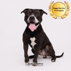 Shelter Stray Male Dog last seen , 3607 N Armenia Ave, Tampa, FL 33607, USA