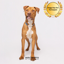 Shelter Stray Male Dog last seen , 3607 N Armenia Ave, Tampa, FL 33607, USA