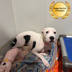 Shelter Stray Female Dog last seen , 3607 N Armenia Ave, Tampa, FL 33607, USA