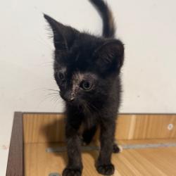 Shelter Stray Female Cat last seen , 3607 N Armenia Ave, Tampa, FL 33607, USA