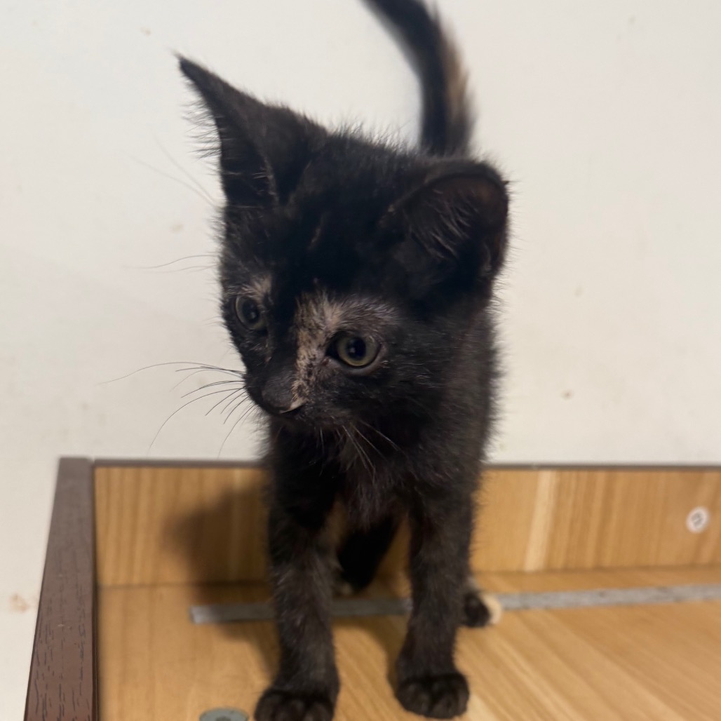 Shelter Stray Female Cat last seen , 3607 N Armenia Ave, Tampa, FL 33607, USA