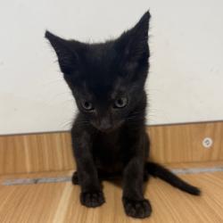 Shelter Stray Male Cat last seen , 3607 N Armenia Ave, Tampa, FL 33607, USA
