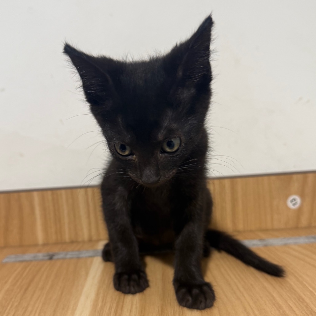 Shelter Stray Male Cat last seen , 3607 N Armenia Ave, Tampa, FL 33607, USA