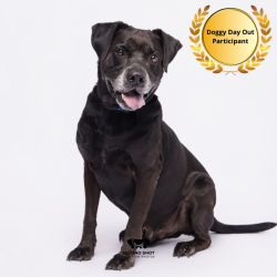 Shelter Stray Male Dog last seen , 3607 N Armenia Ave, Tampa, FL 33607, USA