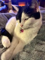 Lost Female Cat last seen Howard and Thompson, Philadelphia, PA 19122