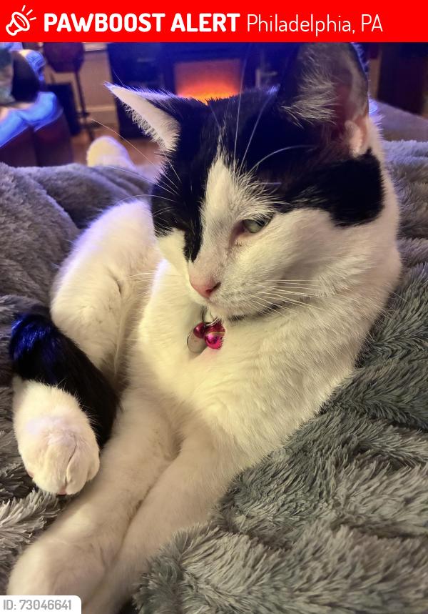 Lost Female Cat last seen Howard and Thompson, Philadelphia, PA 19122