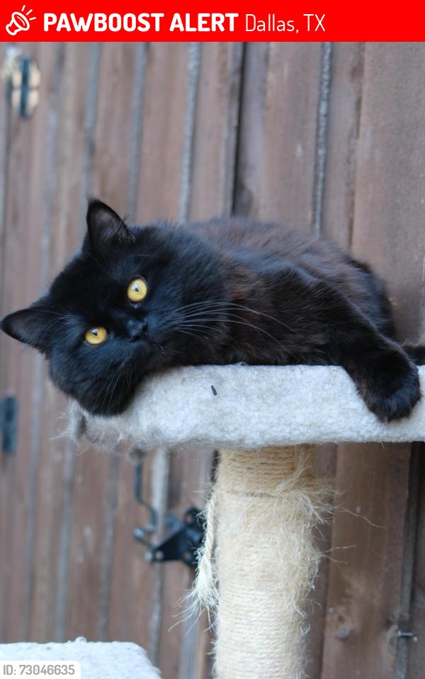 Lost Male Cat last seen Midway Rd and Frankford Rd , Dallas, TX 75287