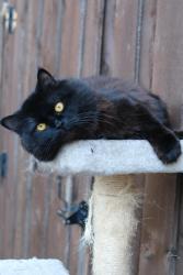 Lost Male Cat last seen Midway Rd and Frankford Rd , Dallas, TX 75287