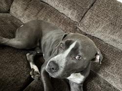 Lost Female Dog last seen Senatobia Animal Shelter, Senatobia, MS 38668