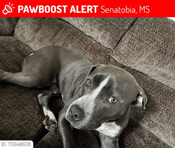 Lost Female Dog last seen Senatobia Animal Shelter, Senatobia, MS 38668