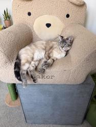 Lost Female Cat last seen 75th & Clare Rd, Shawnee, KS 66227