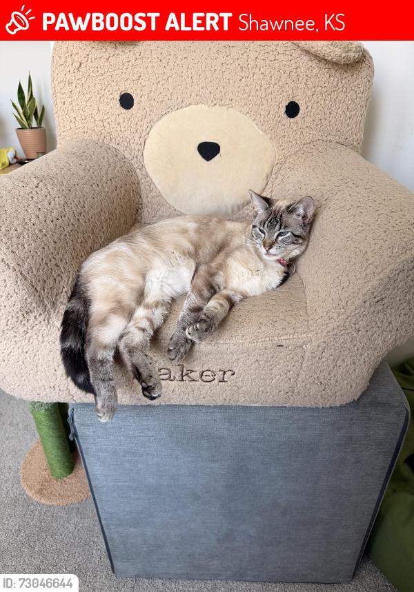 Lost Female Cat last seen 75th & Clare Rd, Shawnee, KS 66227