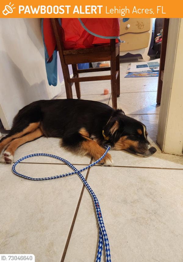 Found/Stray Female Dog last seen 202Jefferson, Lehigh Acres, FL 33936