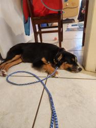 Found/Stray Female Dog last seen 202Jefferson, Lehigh Acres, FL 33936