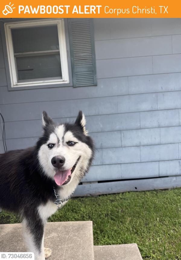 Found/Stray Female Dog last seen Near s alameda, Corpus Christi, TX 78404