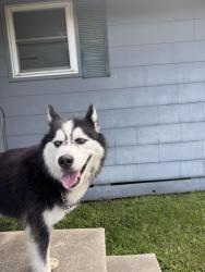 Found/Stray Female Dog last seen Near s alameda, Corpus Christi, TX 78404