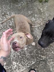 Found/Stray Female Dog last seen Rambling rd Oklahoma City 73132, Oklahoma City, OK 73132