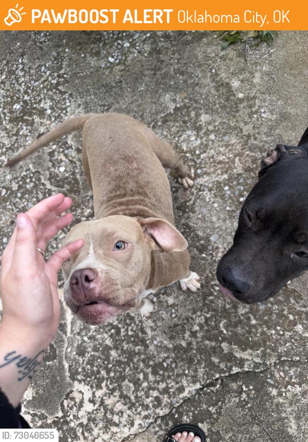 Found/Stray Female Dog last seen Rambling rd Oklahoma City 73132, Oklahoma City, OK 73132