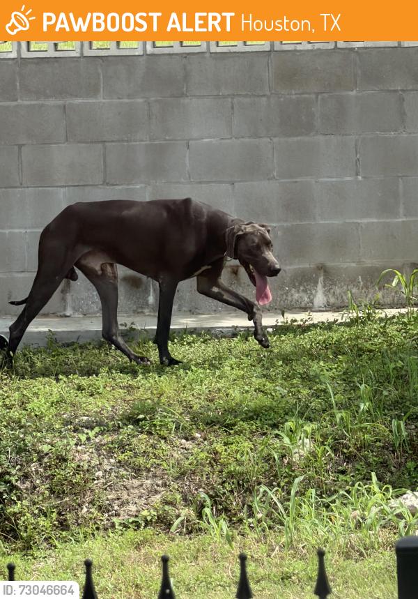 Found/Stray Male Dog last seen Paul Queen TCS, Houston, TX 77091