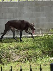 Found/Stray Male Dog last seen Paul Queen TCS, Houston, TX 77091