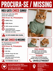 Reunited Male Cat last seen Near Knorr St , Philadelphia, PA 19149