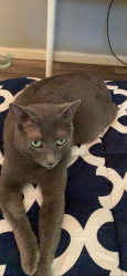 Reunited Male Cat last seen At the hse, Fort Lauderdale, FL 33311