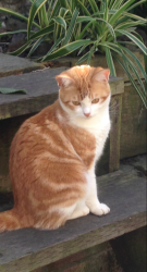Lost Female Cat last seen Massasoit and Franconia , San Francisco, CA 94110