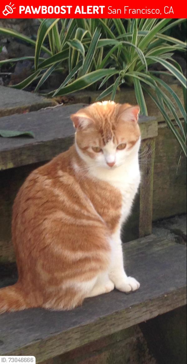 Lost Female Cat last seen Massasoit and Franconia , San Francisco, CA 94110