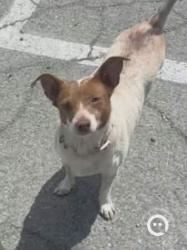 Lost Female Dog last seen Willow pass rd in bay point, Bay Point, CA 94565