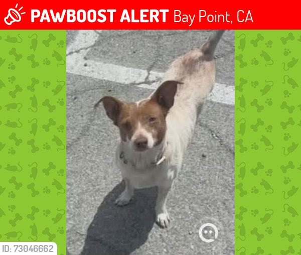 Lost Female Dog last seen Willow pass rd in bay point, Bay Point, CA 94565