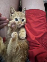 Found/Stray Female Cat last seen It was in my backyard, Greenville, SC 29609
