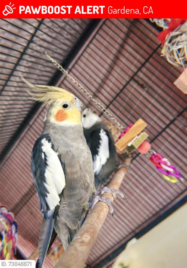 Lost Male Bird last seen Near Figueroa and Alondra !!, Gardena, CA 90247