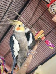 Lost Male Bird last seen Near Figueroa and Alondra !!, Gardena, CA 90247