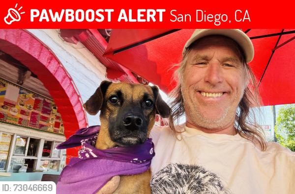 Lost Female Dog last seen Saranack, San Diego, CA 92115