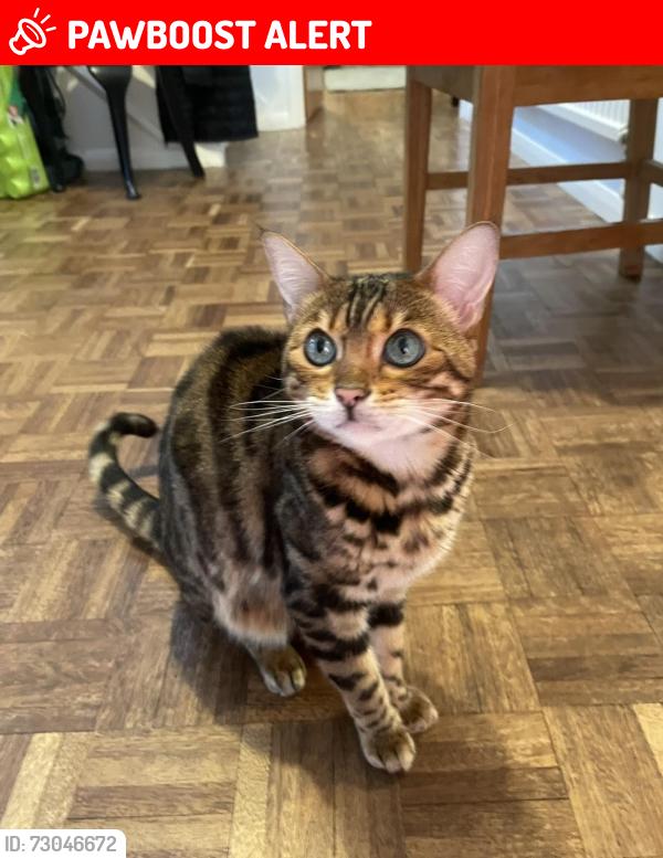 Lost Female Cat last seen Kentwood Hill, Tilehurst, Berkshire, England RG31