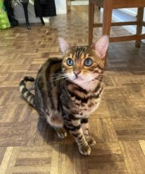 Lost Female Cat last seen Kentwood Hill, Tilehurst, Berkshire, England RG31