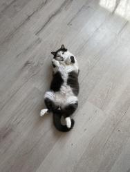 Reunited Male Cat last seen Union&apricot, Campbell, CA 95008