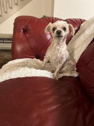 Lost Female Dog last seen Danforth and Fretz, Edmond, OK 73003