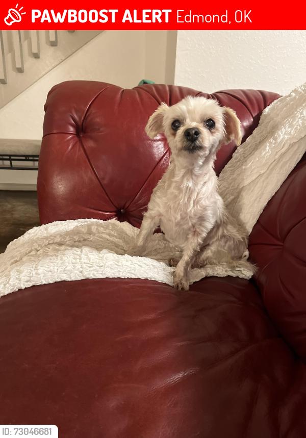 Lost Female Dog last seen Danforth and Fretz, Edmond, OK 73003