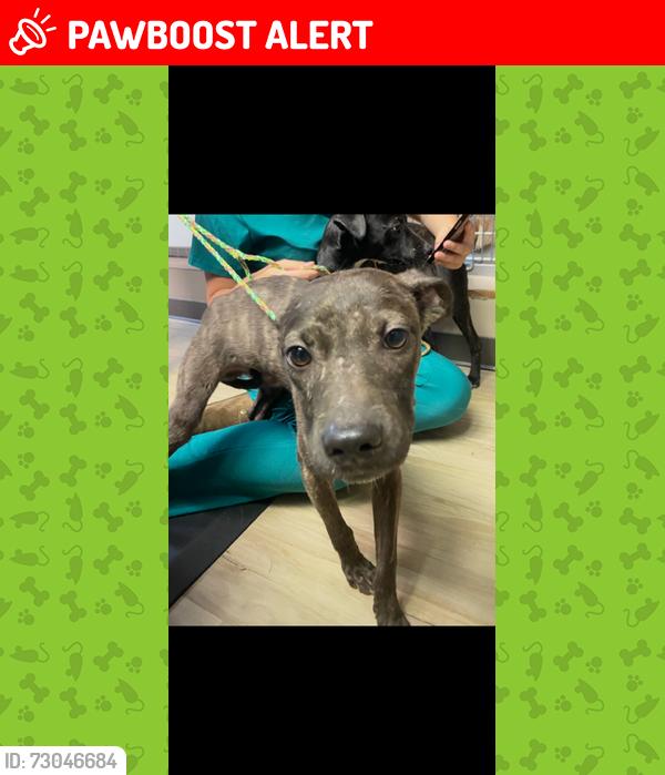 Lost Male Dog last seen Broadway and Pike, North Little Rock, AR 72118