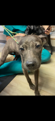Lost Male Dog last seen Broadway and Pike, North Little Rock, AR 72118