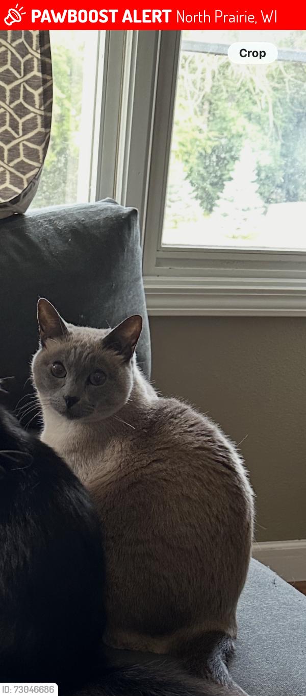 Lost Female Cat last seen Prairie view elementary school, North Prairie, WI 53153