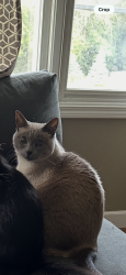Lost Female Cat last seen Prairie view elementary school, North Prairie, WI 53153