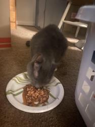 Reunited Male Cat last seen Fairview road and Charles. Near the Fairgrounds , Carlisle, PA 17013