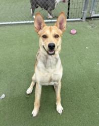 Shelter Stray Male Dog last seen , 11361 W Pico Blvd, Los Angeles, CA 90064, USA