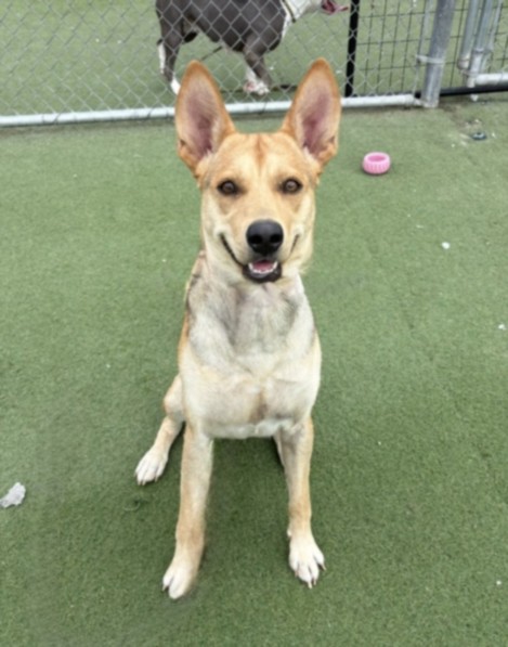 Shelter Stray Male Dog last seen , 11361 W Pico Blvd, Los Angeles, CA 90064, USA